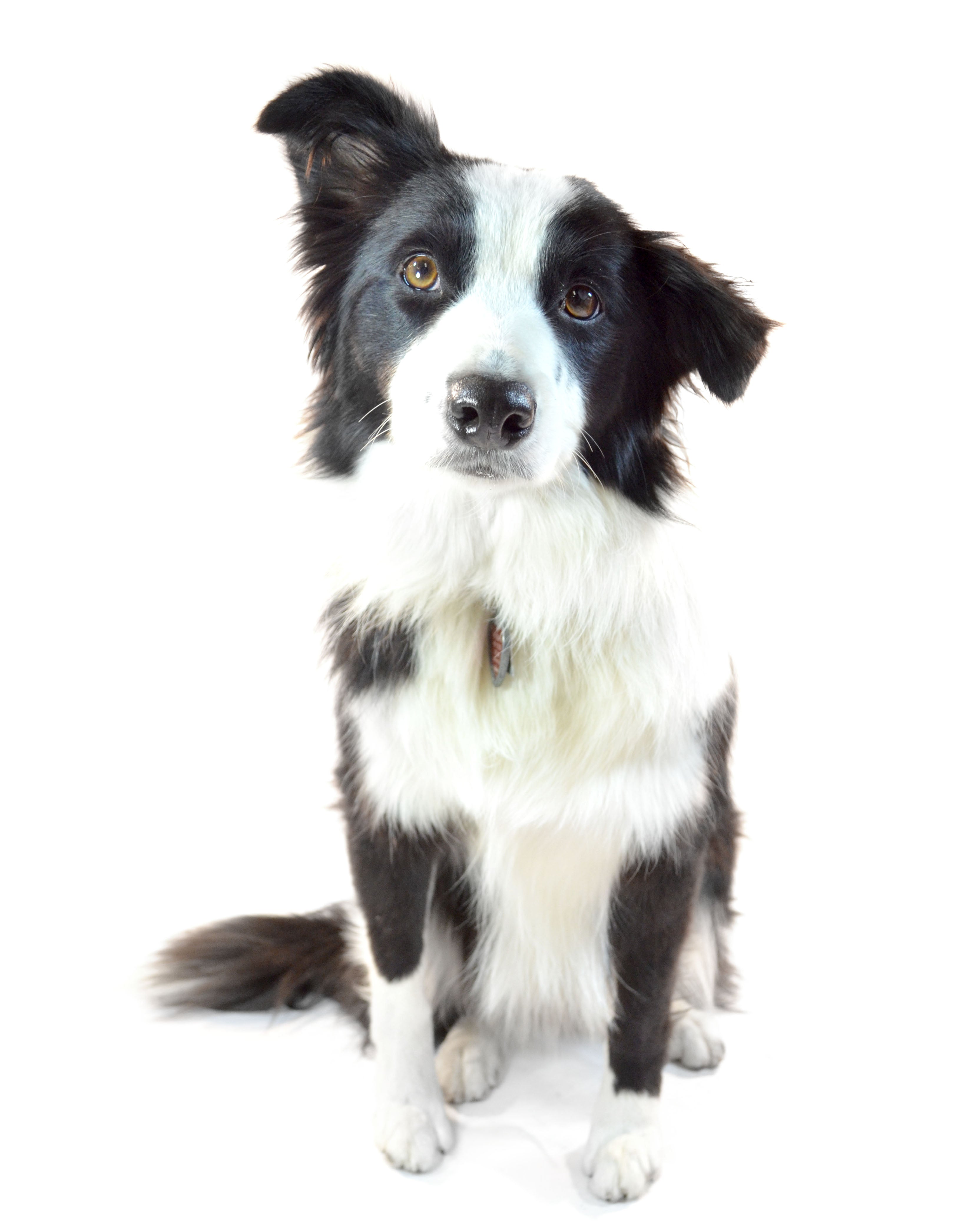 A Border Collie with black and white fur sitting down with one ear raised amd the other flopped down.