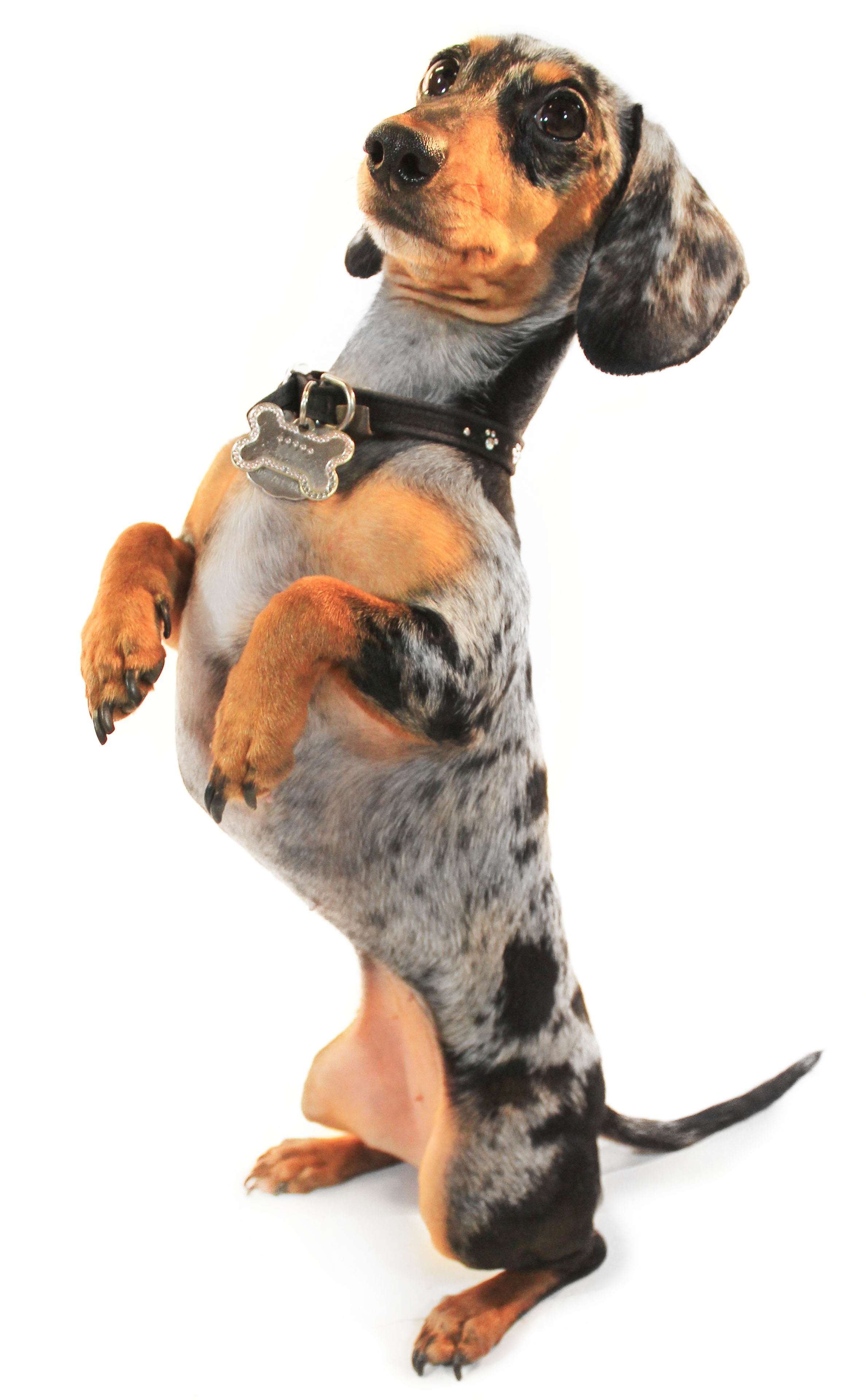 A dachshund with black and brown spotted fur rising up on his back legs in order to beg for food.