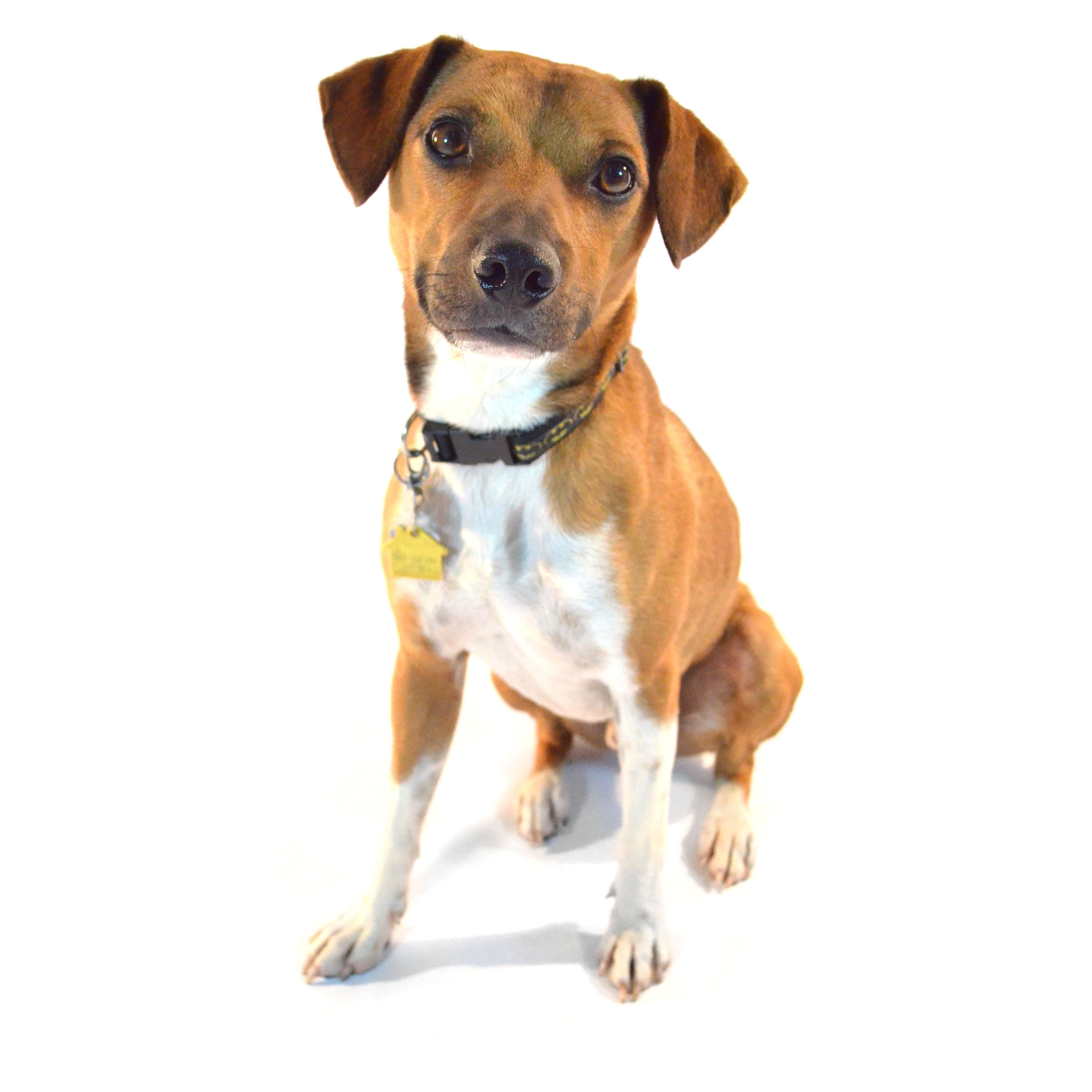 A mix-breed dog with brown fur and a white stomach sitting down with his head tilted to the side.